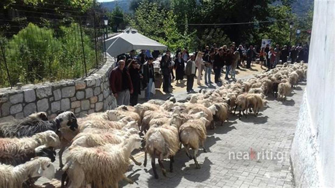 Ασή Γωνιά - έθιμο - ευλογία προβάτων