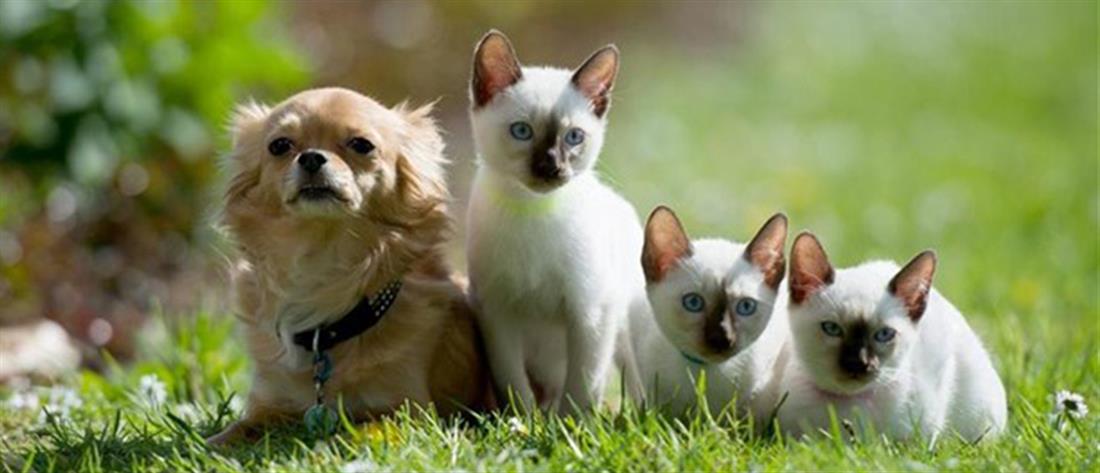 Γάτες - σκύλοι - ζώα - κατοικίδια