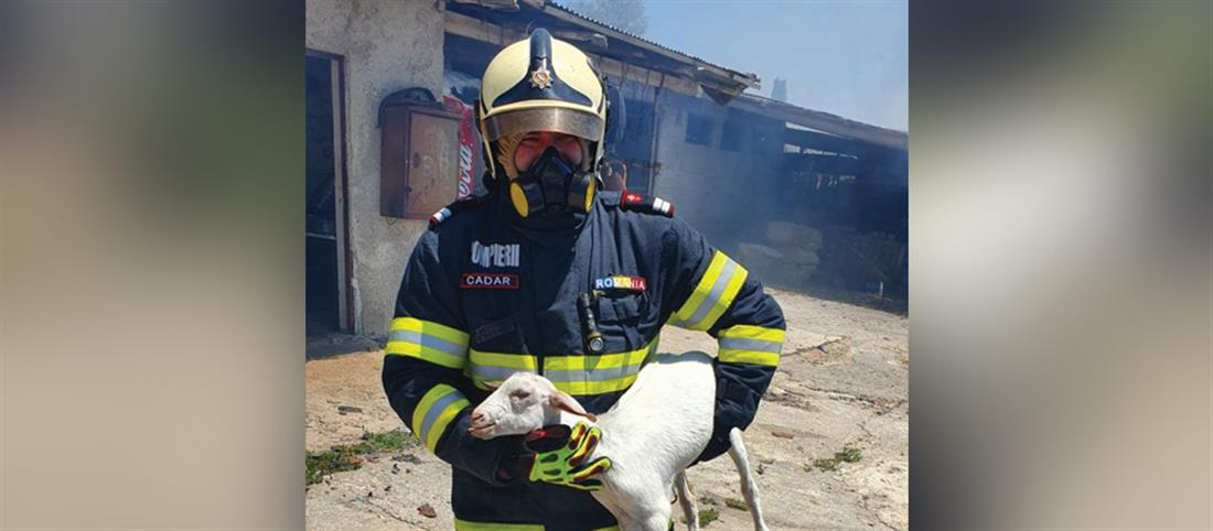 Φωτιά στο Σχηματάρι: Ρουμάνος πυροσβέστης έσωσε από τις φλόγες ένα μικρό πρόβατο