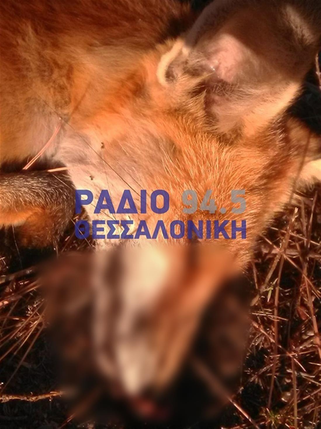 Δηλητηριασμένες αλεπούδες - Σιθωνία