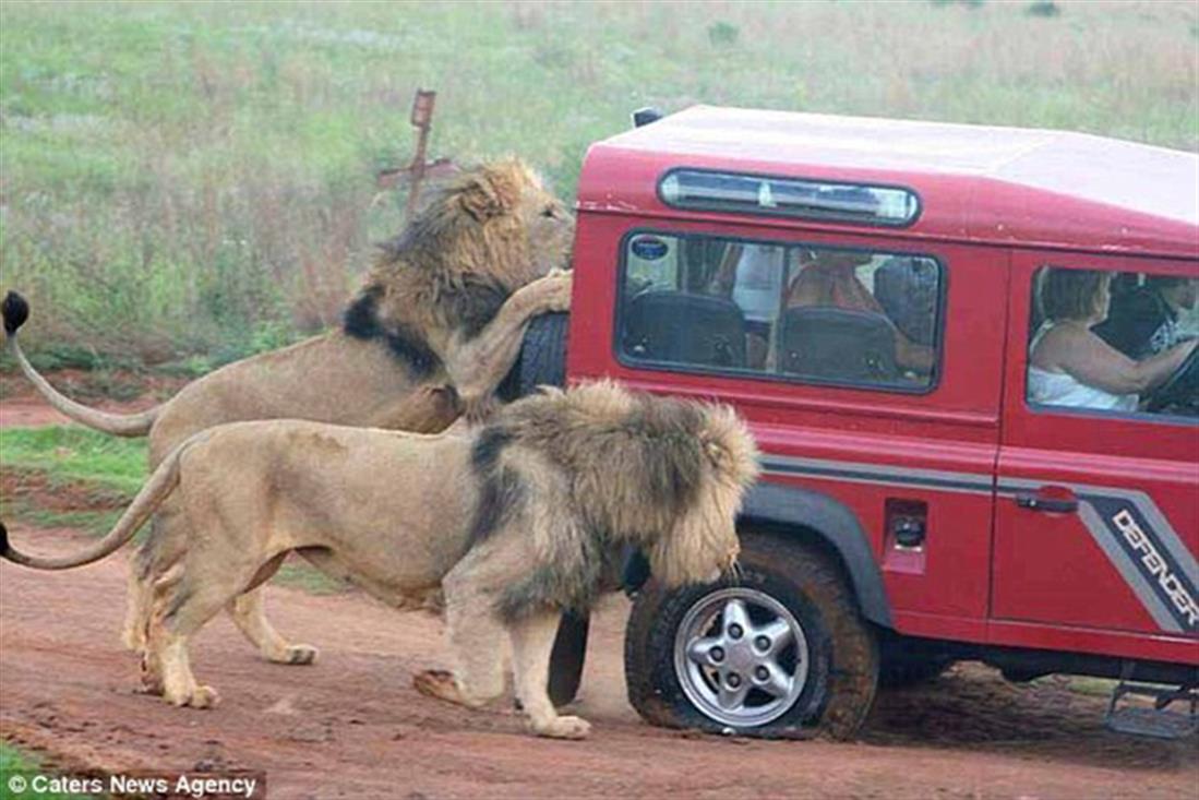 Τουρίστες - λιοντάρι - τρώει - ελαστικά - αυτοκίνητο - σαφάρι - Νότια Αφρική