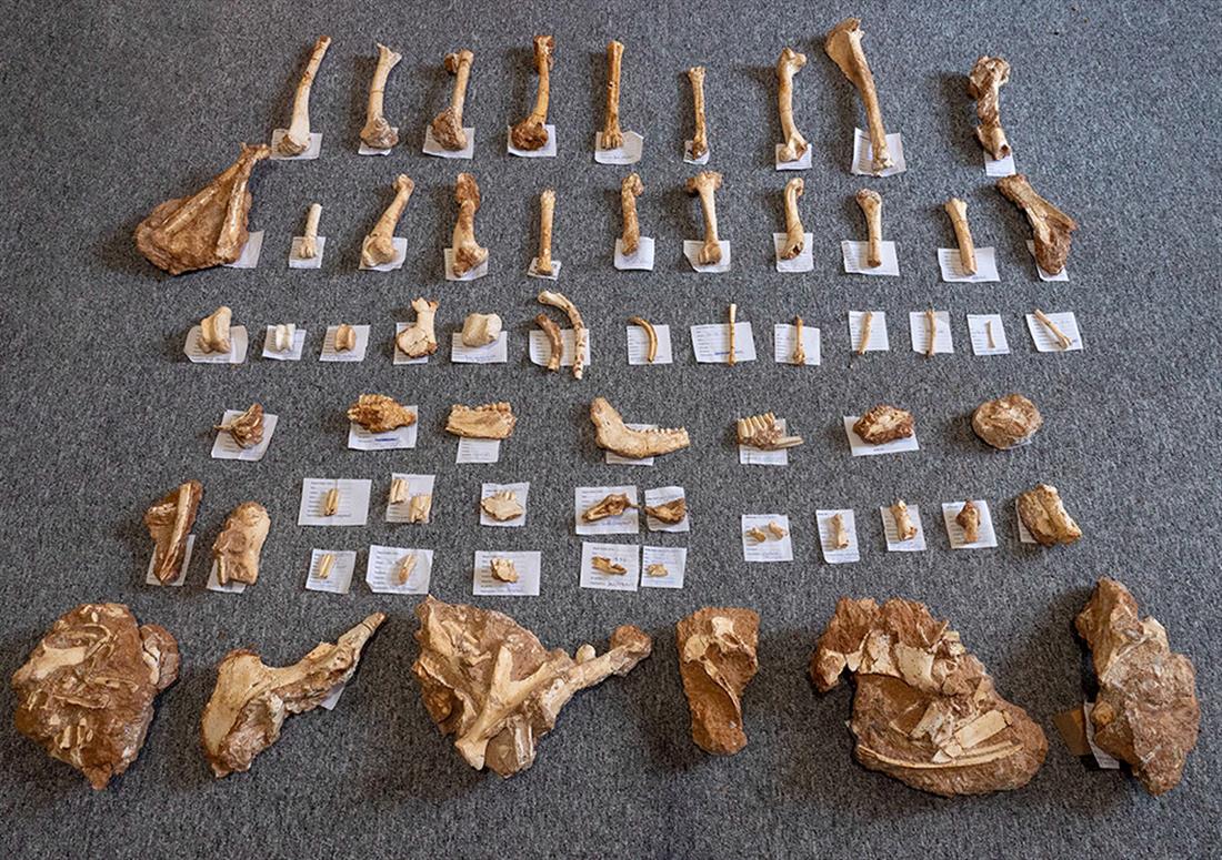 Μυτιλήνη - Λέσβος - απολιθωμένα οστά ζώων