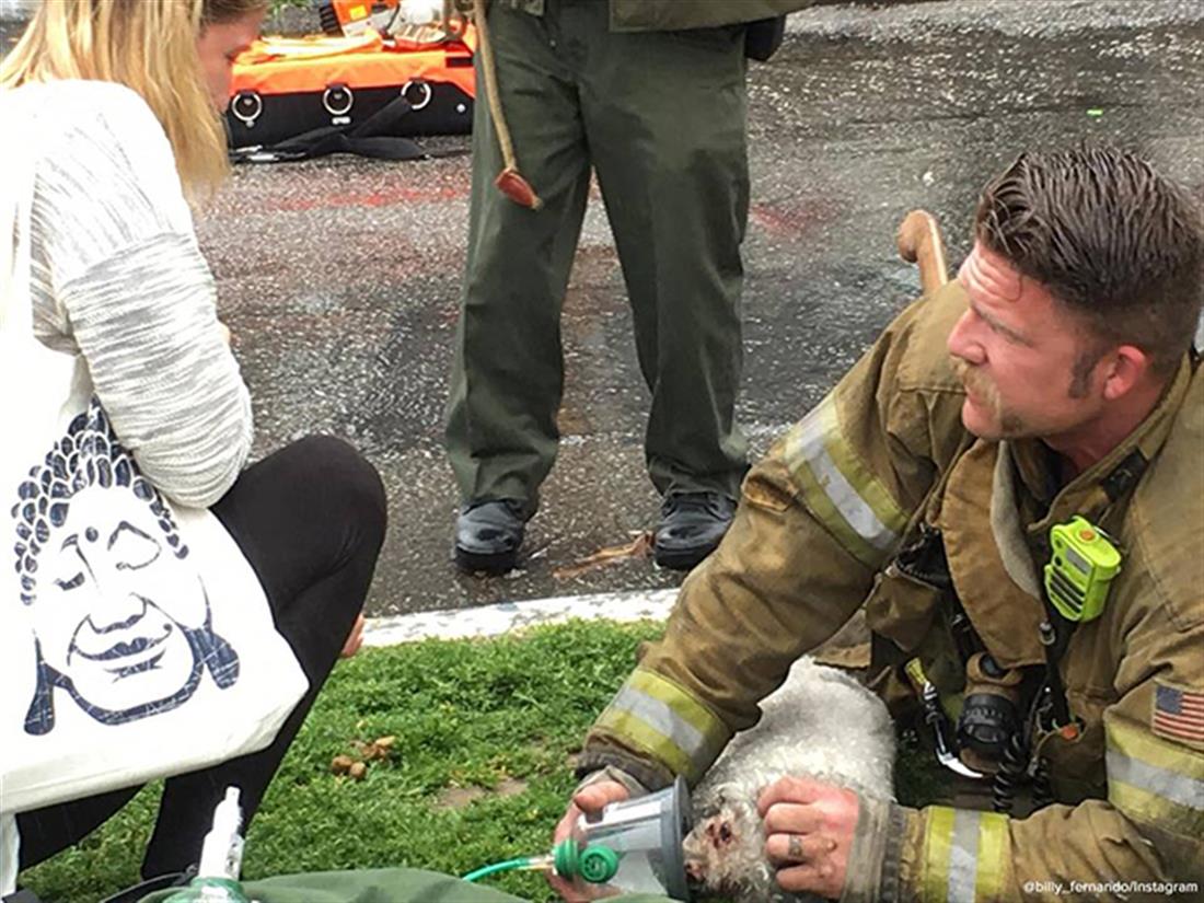 πυροσβέστες - τεχνητή αναπνοή - σκύλος