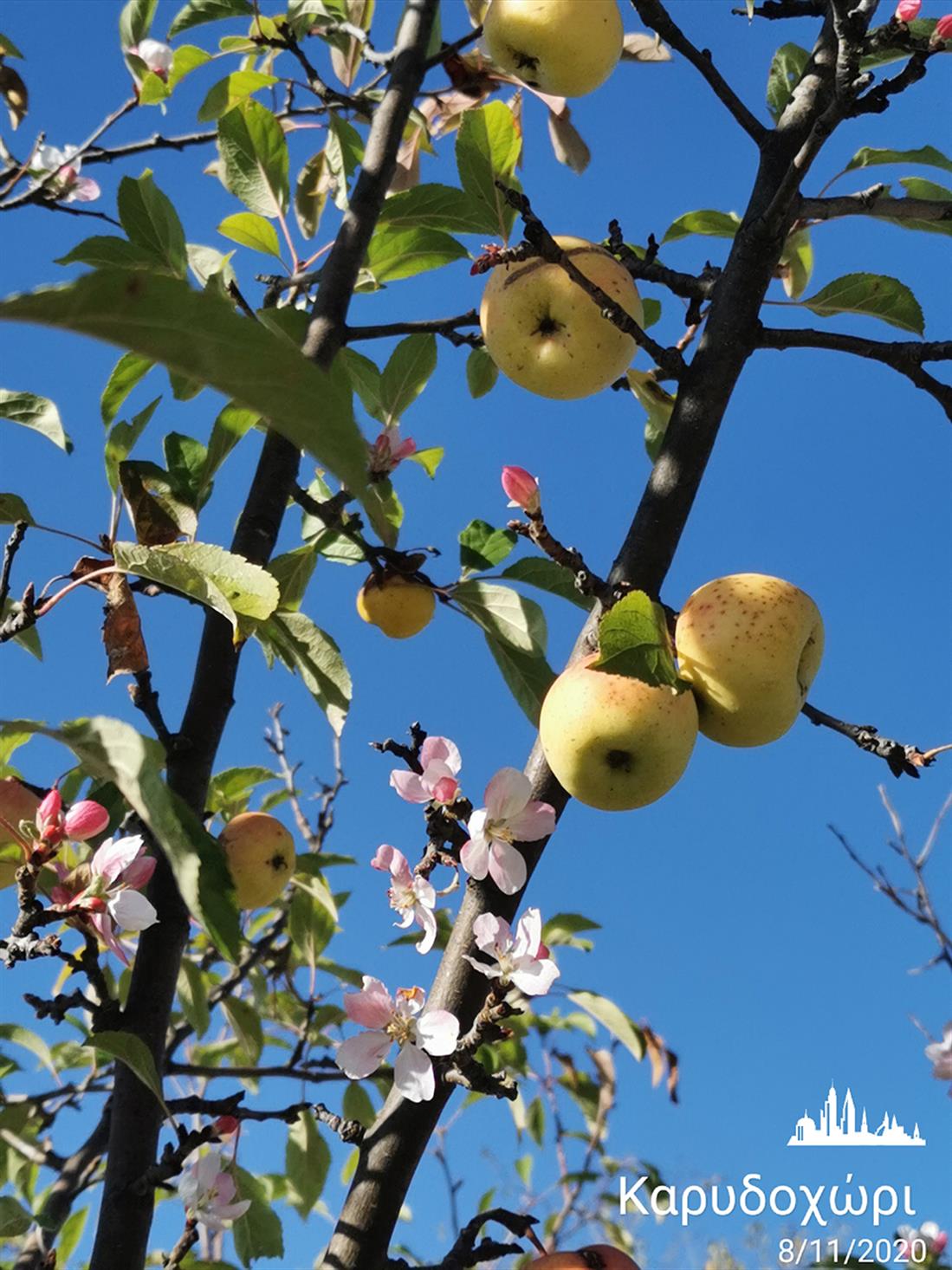 Άγριες μηλιές - Καρυδοχώρι - Σέρρες