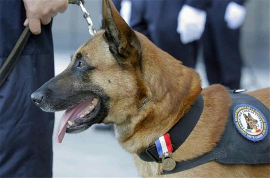 Σκύλος - Diesel - Παρίσι - αντιτρομοκρατική - σκοτώθηκε