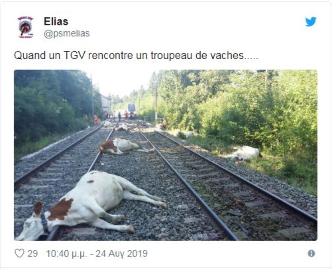 νεκρές αγελάδες - τρένο - Γαλλία