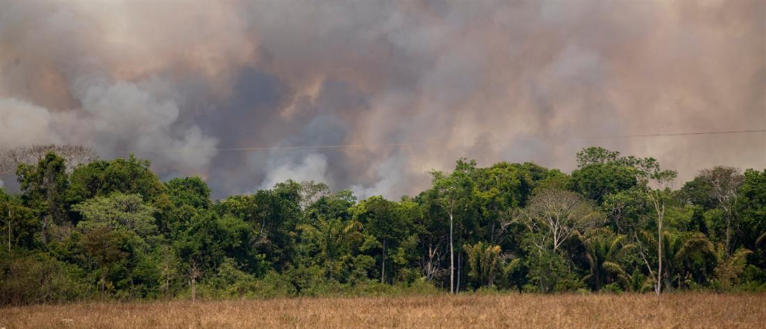 Ονδούρα: Κάηκε το 10% των δασών μέσα σε 11 χρόνια