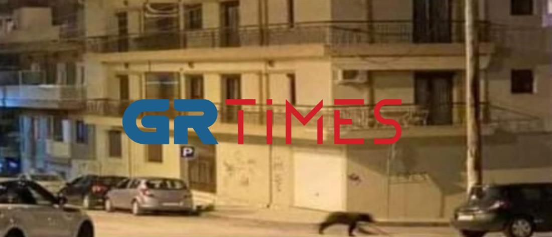 Φλώρινα: Αρκούδα στο κέντρο της πόλης! Την “κυνήγησαν” αδέσποτα (βίντεο)