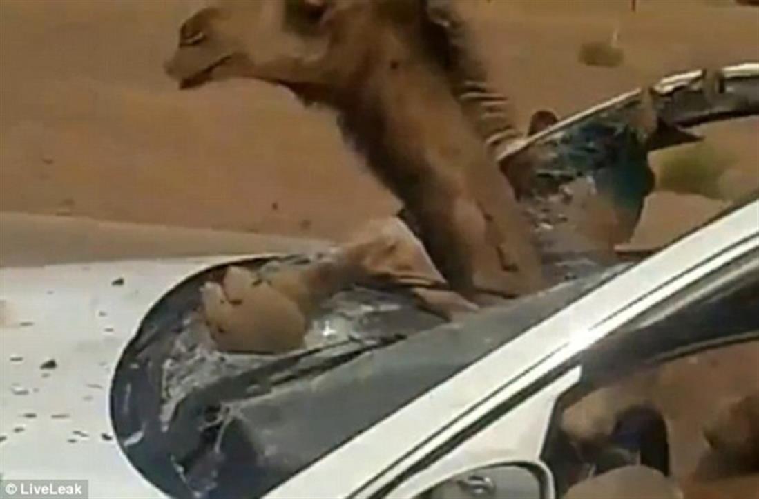 Σαουδική Αραβία - τρακάρισμα - καμήλα