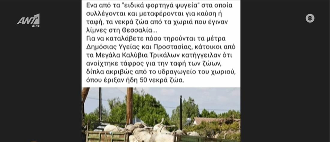 Καλημέρα Ελλάδα - νεκρά ζώα - Μεγάλα Καλύβια Τρικάλων