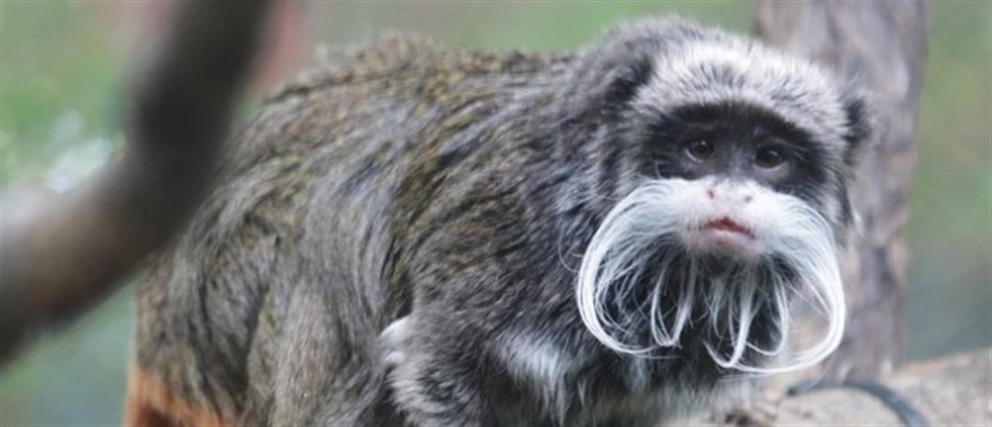 Ντάλας: Σπάνιοι πίθηκοι εξαφανίστηκαν από ζωολογικό κήπο (εικόνες)