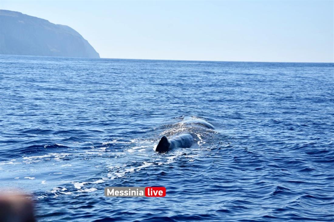 Φάλαινα φυσητήρας - Μάνη