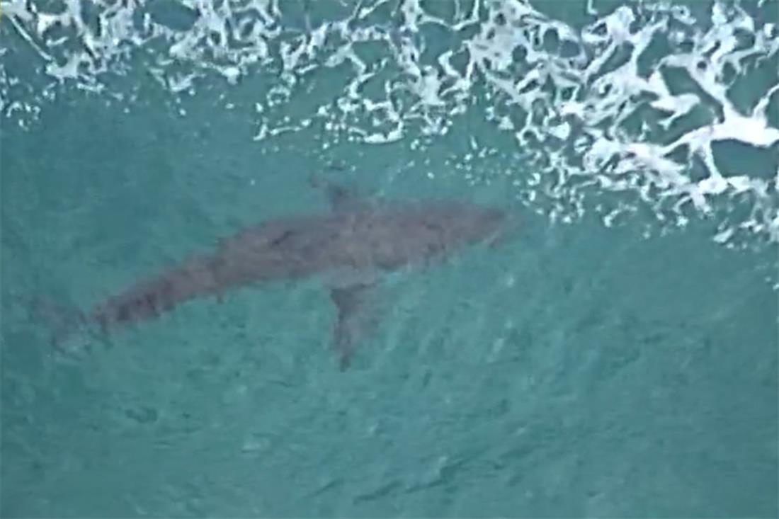 Αυστραλία - σέρφερ - επίθεση καρχαρία