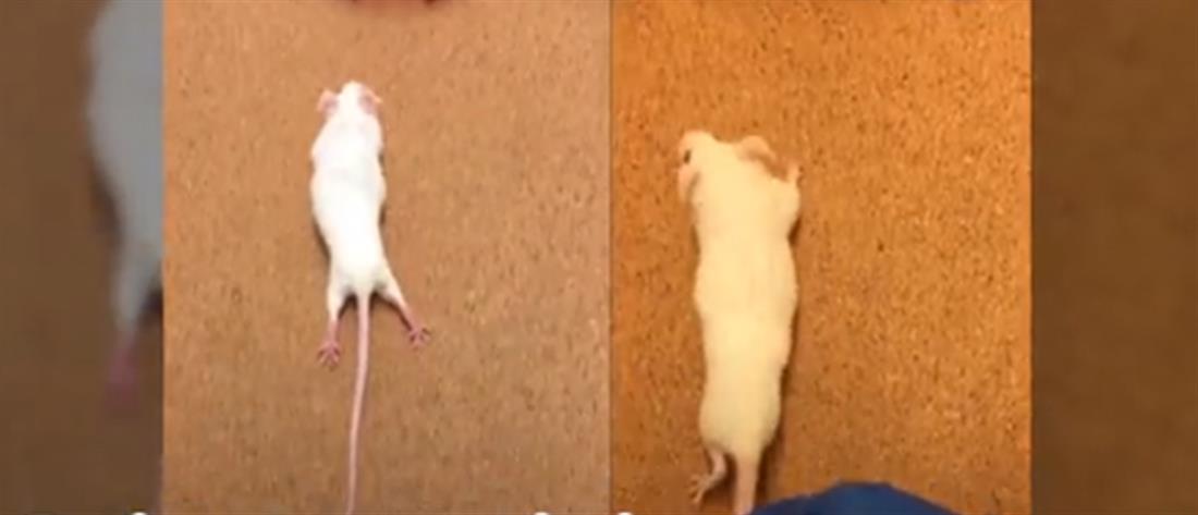 Σπονδυλική Στήλη: Παράλυτα ποντίκια περπάτησαν ξανά