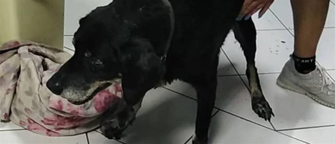 Χανιά: Έδεσε σκύλο στον προφυλακτήρα αυτοκινήτου και τον έσερνε με μεγάλη ταχύτητα (εικόνες)