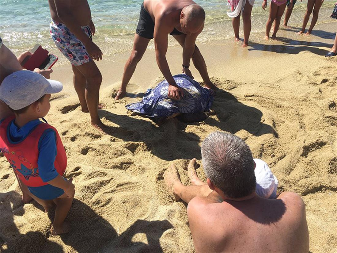 Νάξος - Τραυματισμένη χελώνα - παραλία