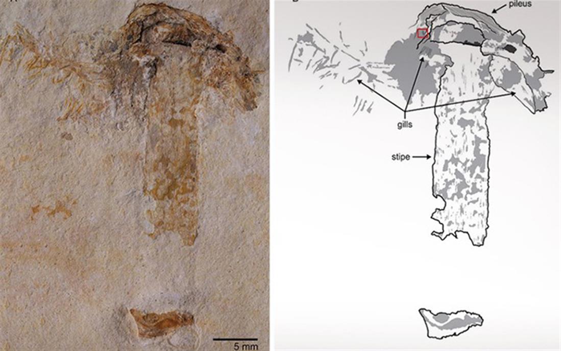 μανιτάρι - γηραιότερο - αρχαιότερο - 115 εκατ. ετών