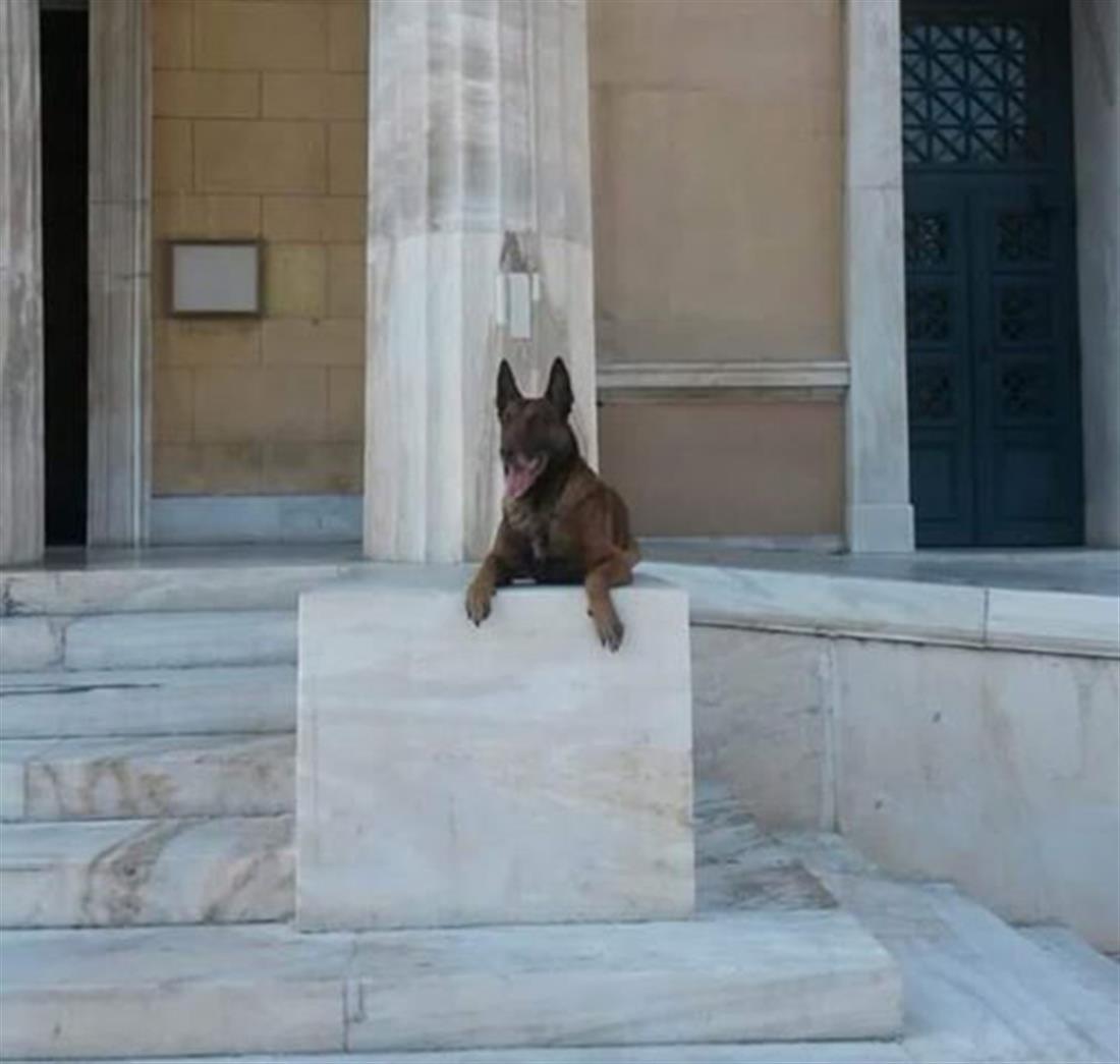 Αστυνομικός Σκύλος -  Άρης