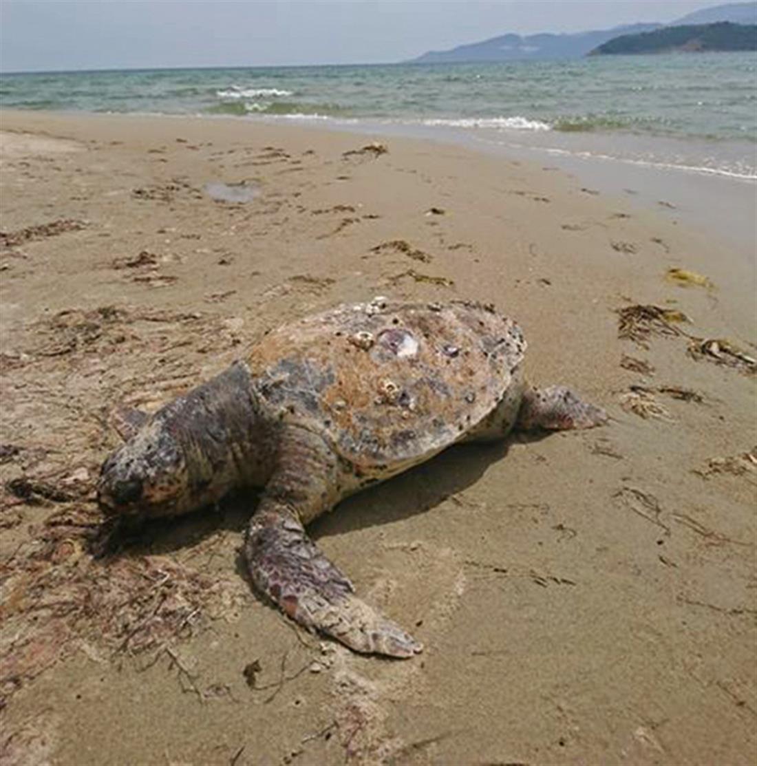 θαλάσσια χελώνα - νεκρή - παραλία Κεραμωτής - Καβάλα