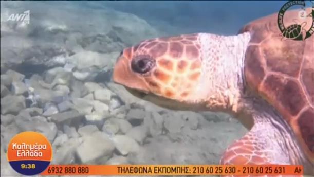 Μάριος: Η θαλάσσια χελώνα που τρώει μωβ μέδουσες στη Νάξο
