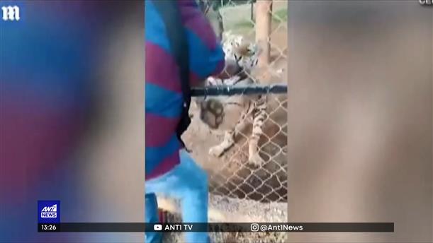 Μεξικό: τίγρης σκότωσε υπάλληλο ζωολογικού κήπου