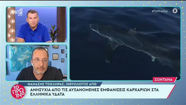 Ανησυχία από τις αυξανόμενες εμφανίσεις καρχαριών στα ελληνικά ύδατα - Το Πρωινό - 04/07/2023
