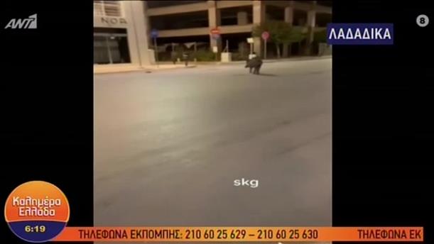 Θεσσαλονίκη: Αγριογούρουνα έκαναν βόλτα στα... Λαδάδικα