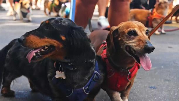 ΗΠΑ: Παρέλαση σκυλιών ράτσας Dachshund