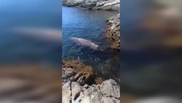 Διάσωση φάλαινας που εγκλωβίστηκε στα λιμανάκια της Βουλιαγμένης