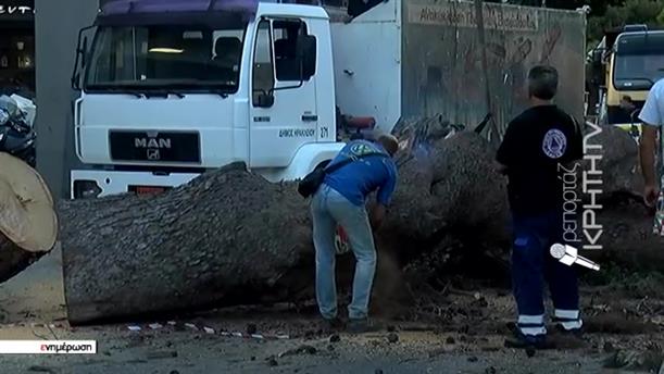 Ηράκλειο - Φονικη πτώση δέντρου: "Είναι δολοφονία", λέει ο γιος του νεκρού