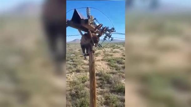 Αρκούδα «κόλλησε» σε ηλεκτρικά καλώδια στην Αριζόνα