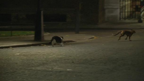 Η γάτα της Downing Street τα έβαλε με μια αλεπού!