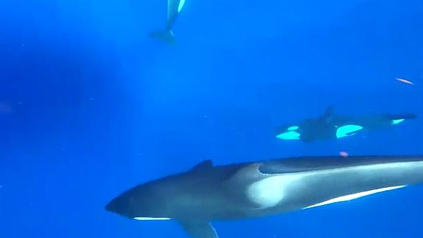 Φάλαινες Όρκα έκαναν εμφάνιση - "έκπληξη" στο Κουρασάο