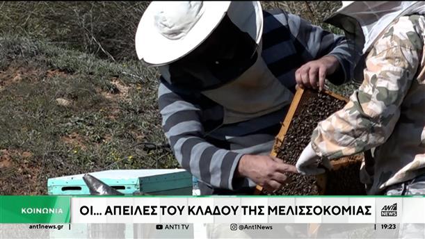 Μελισσοκόμοι: Φρένο στις ελληνοποιήσεις για να μειωθεί το κόστος παραγωγής τους