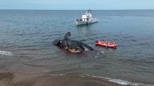 Βρέθηκαν νεκρές φάλαινες σε νότια ακτή της Αργεντινής