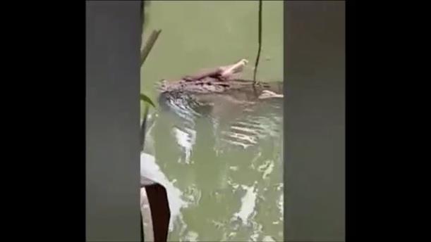 Κροκόδειλος κολυμπά με ένα ανθρώπινο πόδι στα σαγόνια του
