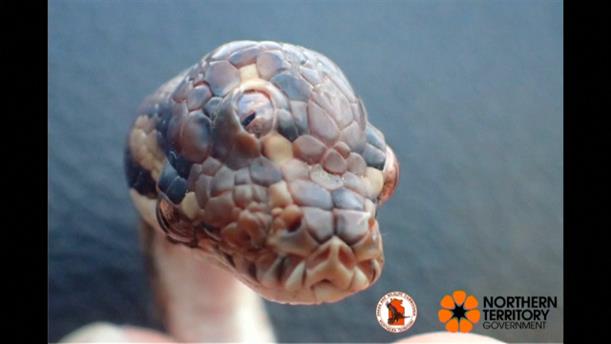 Βρέθηκε φίδι με τρία μάτια στην Αυστραλία