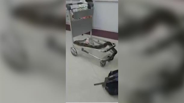 Ινδία: Βρέθηκαν 22 φίδια μέσα σε αποσκευές επιβάτη στο αεροδρόμιο
