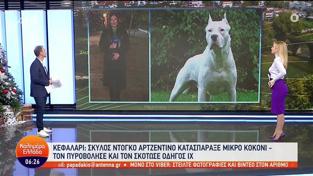 Κεφαλάρι: Σκύλος κατασπάραξε μικρό κοκόνι - Καλημέρα Ελλάδα - 14/12/2022