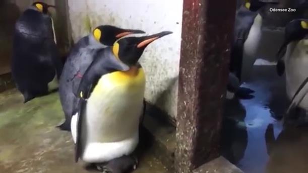 Γερμανία: Δύο ομοφυλόφιλοι πιγκουίνοι κλωσσούν ένα αυγό