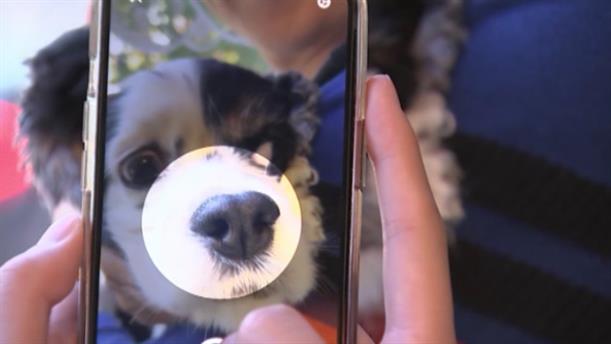 Εφαρμογή καταγράφει αποτυπώματα μύτης κατοικίδιων σκύλων και βοηθά στον εντοπισμό τους