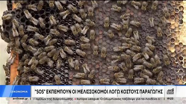 Μελισσοκομία: βαρύ πλήγμα από την κλιματική κρίση 
