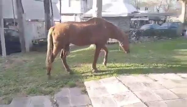 Άλογο κάνει τη βόλτα του στην πόλη της Λάρισας