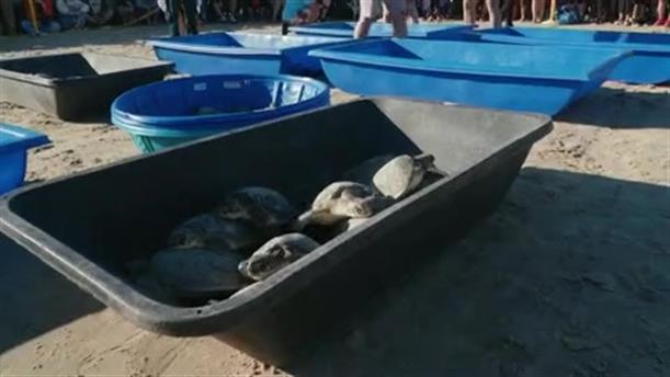 Μεξικό: 77 χελώνες απελευθερώθηκαν στον Κόλπο του Μεξικού