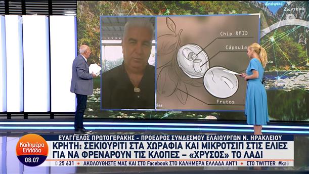 Ελαιοπαραγωγοί τοποθετούν μικροτσίπ στις ελιές για να προστατευτούν από τις κλοπές - Καλημέρα Ελλάδα - 05/10/2023