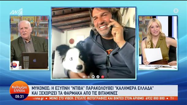 Μύκονος: Το έξυπνο σκυλί «Ντίβα» - Καλημέρα Ελλάδα - 07/06/2023