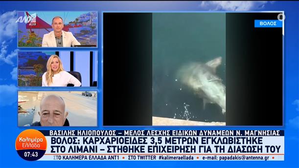 Βόλος: Καρχαριοειδές 3,5 μέτρων εγκλωβίστηκε στο λιμάνι – Καλημέρα Ελλάδα – 07/05/2024
