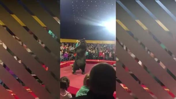 Αρκούδα επιτέθηκε στον θηριοδαμαστή σε τσίρκο στη Ρωσία
