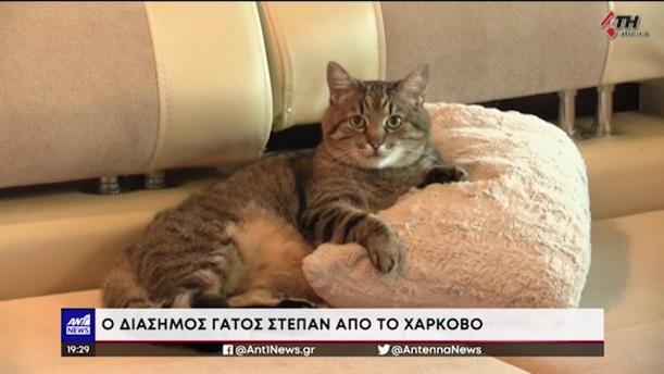 Ο γάτος – influencer από το Χάρκοβο που έγινε πρόσφυγας