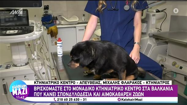 Το μοναδικό κέντρο στα Βαλκάνια που κάνει σπονδυλοδεσία και αιμοκάθαρση σε ζώα